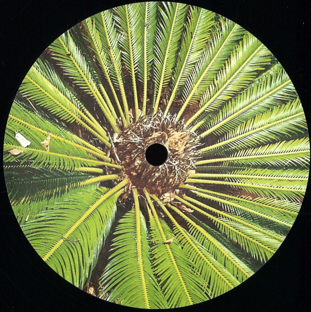 Stasera - Jubilation - 12" - Image 2