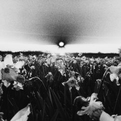 Roslyn Steer - You'll Know - LP